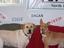 Provided by Grooming Unlimited Pet Center, North Reading 