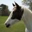Swift Creek Equestrian.