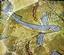 Flying Fish Gifts