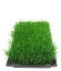 Provided by Chem Lawn, East Flat Rock 