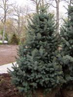 Colorado Blue Sruce.jpg by Joseph Lombardi Landscape Design and Maintenance Wharton 07885 