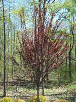 Purple Leaf Plum.jpg by Joseph Lombardi Landscape Design and Maintenance Wharton 07885 