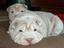 Kerfree Kennels