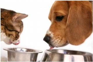 dog and cat.JPG