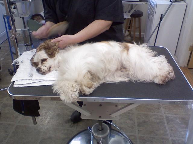 sudzy puppy sudzy pup salon lebanon nj 08833 908 236 8876 grooming sudzy puppy sudzy pup salon lebanon nj 08833 908 236 8876 grooming