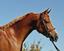 Provided by Legacy Farm, Jobstown 