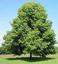 Toms Tree Service