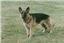 Provided by Carefree Kennels, Berlin Center 