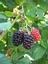 Provided by Sharis Berries & Garden, LLC, Hiram 
