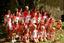 Provided by Dance Tek, Genoa 