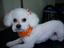 Shear Magic Pet Grooming