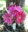 Provided by Dandelions Flowers & Gifts LLC, Eugene 