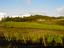 Provided by Cherry Hill Winery, Rickreall 