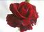 Provided by Heirloom Roses, Saint Paul 