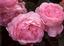Provided by Heirloom Roses, Saint Paul 