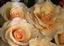 Provided by Heirloom Roses, Saint Paul 