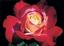 Provided by Heirloom Roses, Saint Paul 
