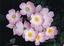 Provided by Heirloom Roses, Saint Paul 