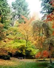 Oregon Tree & Shrubbery Specialist - Keizer, OR
