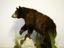 Provided by Fur Feathers & Fins Taxidermy, Apollo 