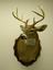 Provided by Fur Feathers & Fins Taxidermy, Apollo 