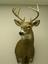 Provided by Fur Feathers & Fins Taxidermy, Apollo 