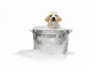 Rhiannon's Pet Grooming - Hershey, PA