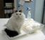 Provided by Washington Animal Hospital, Washington 