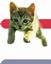 Provided by Mahoning Valley Animal Hospital, Andreas 
