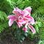 Provided by Skarzenski Family Nursery, North East 