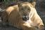 Provided by McCarthys Wildlife Sanctuary, West Palm Beach 