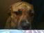 Alone At Home Pet Service,Inc