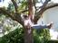 Coastline Tree Service &...