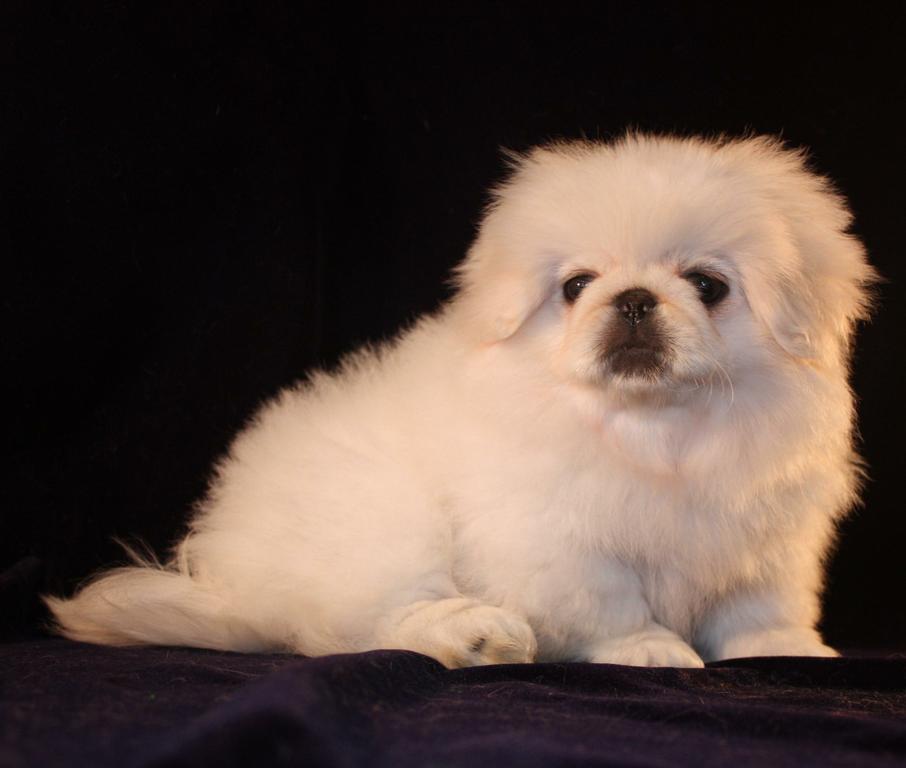 Pictures for Animal Attraction Pet Grooming "THE CAT GROOMER" in Argyle, TX 76226