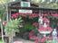 Milberger Nursery & Grass Sales