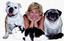 Personal Pet & Home Care Inc