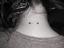 Surface Piercing- Nape 
