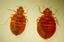 Provided by Classic Pest Control Operators, Inc., Azle 