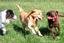 Provided by Dogwood Hill Kennel, Reva 