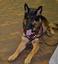 Provided by Aberdeen Acres Pet Care Center, Stephenson 