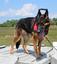 Provided by Aberdeen Acres Pet Care Center, Stephenson 