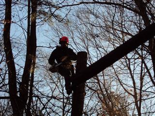 Orlean's Co. Tree Service - Petersburg, VA