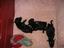 Provided by Disputanta Animal Hospital, Disputanta 