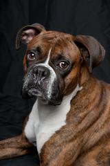 I Do Photography INC - Clifton, VA