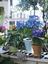 Kohler Gardener