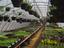 Salad Garden Greenhouse