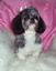Sherry's Pampered Pet Parlor & Lodge LLC