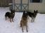 Provided by Redwood Kennel, Bethel 