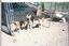 Provided by The Pampered Pet Daycamp Hotel & Spa LLC, South Windham 