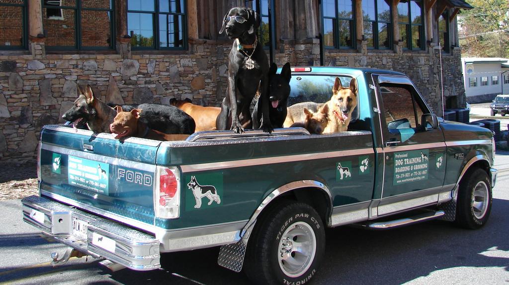 Dog Boarding Blue Ridge Ga Dog Boarding Blue Ridge Ga